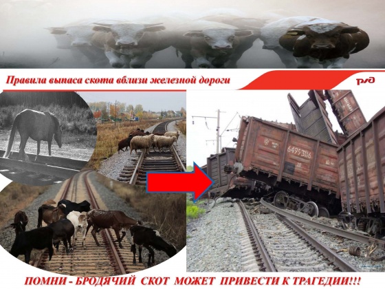 ПАМЯТКА О ПРАВИЛАХ ПРОГОНА И ВЫПАСА СКОТА ВБЛИЗИ ЖЕЛЕЗНОДОРОЖНЫХ ПУТЕЙ