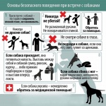 Основы безопасного поведения при встрече с собаками.